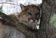 Guided Mountain Lion Hunting in Montana