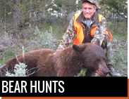 Bear Hunts in Montana