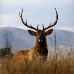 5 Little-Known Facts About Elk