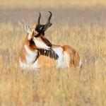 Tips to Ensure Success on Your Antelope Hunt