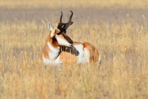 Tips to Ensure Success on Your Antelope Hunt