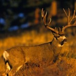 Taking Down a Mule Deer in Montana