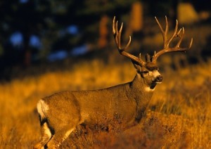 Taking Down a Mule Deer in Montana