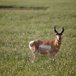 Antelope Season Already Off to a Great Start in Montana