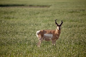 Antelope Season Already Off to a Great Start in Montana