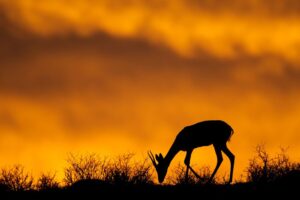 Preparing for an Antelope Hunt