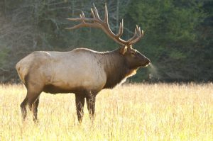 Bull Elk