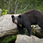 Black Bear