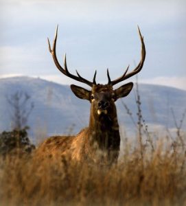 Montana Elk