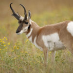 a pronghorn standing in a prairie