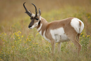 a pronghorn standing in a prairie