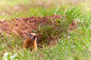 gopher