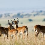 group of pronghorns standing in valley