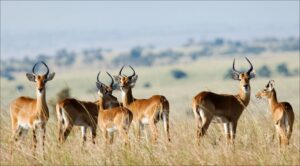 group of pronghorns standing in valley