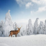 winter forest with deer in middle of snowy field