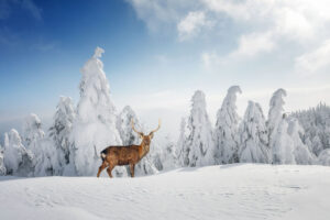 winter forest with deer in middle of snowy field