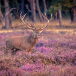male deer standing in field of lavenders