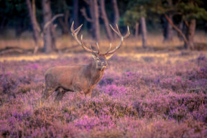 male deer standing in field of lavenders