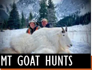 Mountain Goat Hunts in Montana