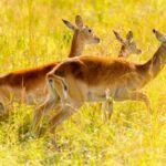 Antelope running through a field