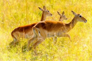 Antelope running through a field